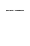Technau G.  Brain Development in Drosophila melanogaster