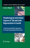 Alibardi L.  Morphological and Cellular Aspects of Tail and Limb Regeneration in Lizards: A Model System With Implications for Tissue Regeneration in Mammals (Advances in Anatomy, Embryology and Cell Biology)