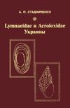  ..  Lymnaeidae  Acroloxidae .     , , ,    